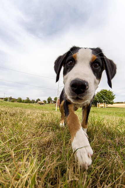 dog, small, domestic animal, nature, pet, animal, young dog, animals, puppy, summer, free
